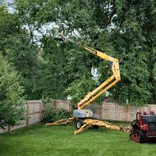 Best Fruit Tree Pruning  in Staic, CA