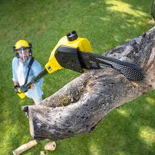 Best Stump Grinding and Removal  in Staic, CA