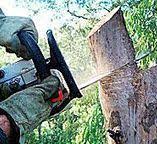 Best Arborist Consultation Services  in Staic, CA