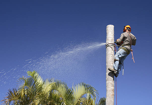 Best Lawn Maintenance Plans  in Staic, CA