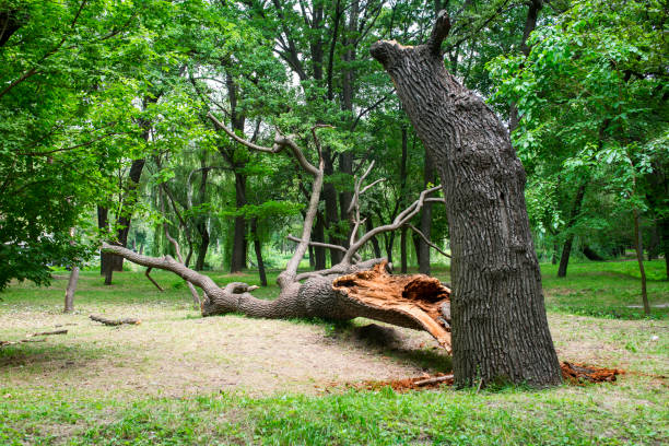 Best Tree Disease Treatment  in Staic, CA