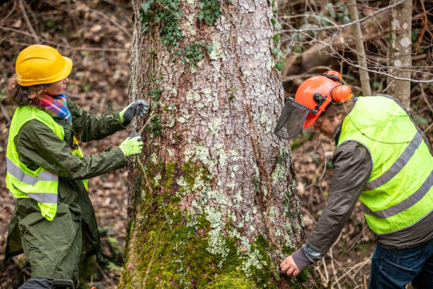 Castaic, CA Tree Care Company