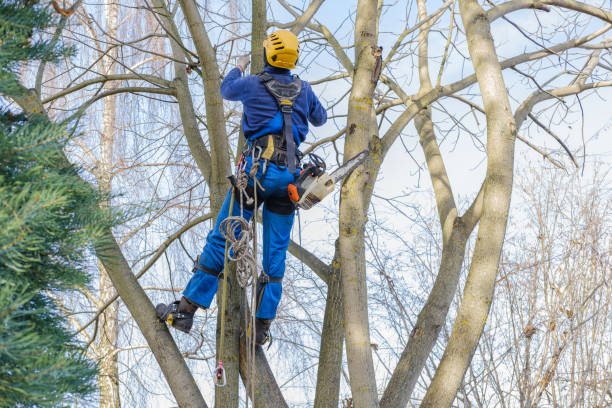 Best Weed Control  in Staic, CA