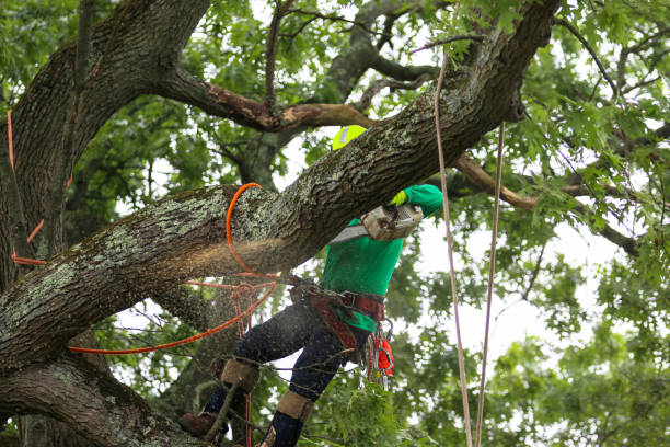 Best Root Management and Removal  in Staic, CA