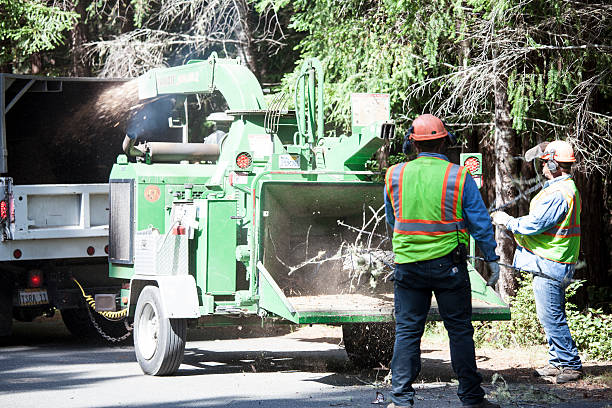 Best Utility Line Clearance  in Staic, CA