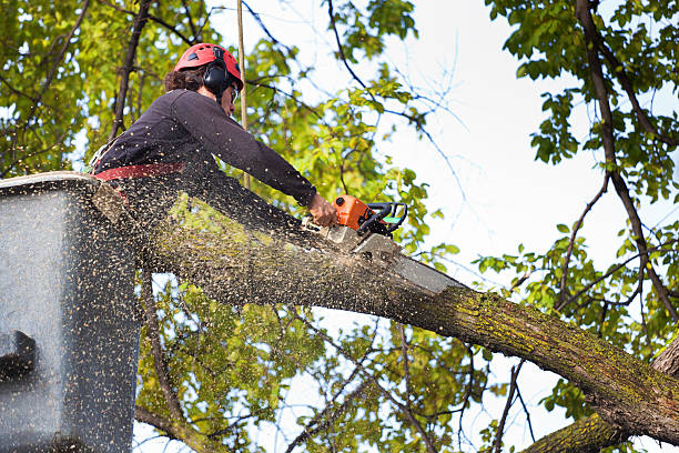 Best Hazardous Tree Removal  in Staic, CA