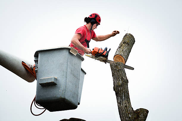 Best Palm Tree Trimming  in Staic, CA