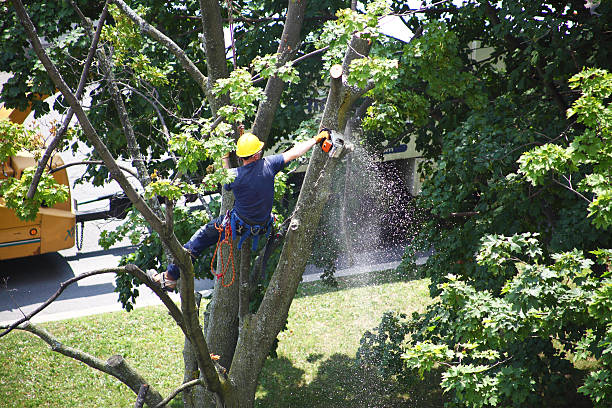 How Our Tree Care Process Works  in  Castaic, CA