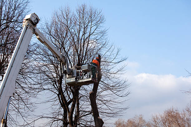 Staic, CA Tree Care Pros