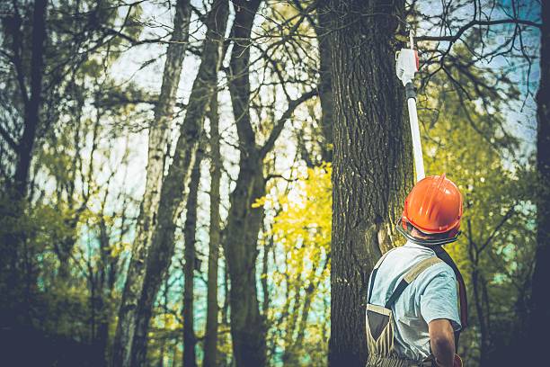 Best Tree Planting  in Staic, CA